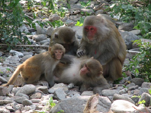 Visit Monkey Island in Cat Ba Archipelago, Viet Nam