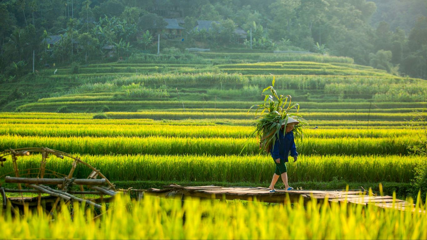 A farmer walking in the middle of rice terraces in Pu Luong, Northern Vietnam