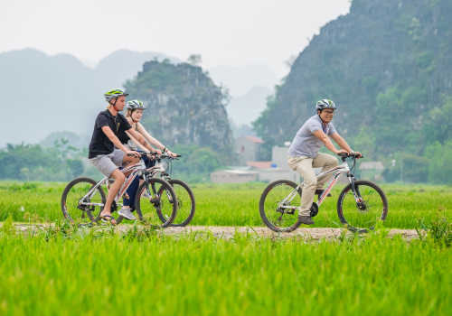 Three cyclists in helmets riding a path through green rice paddies with limestone karsts behind them in Ninh Binh