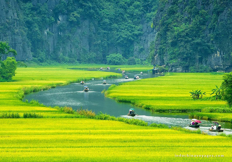 Ninh Binh Rice Paddies image