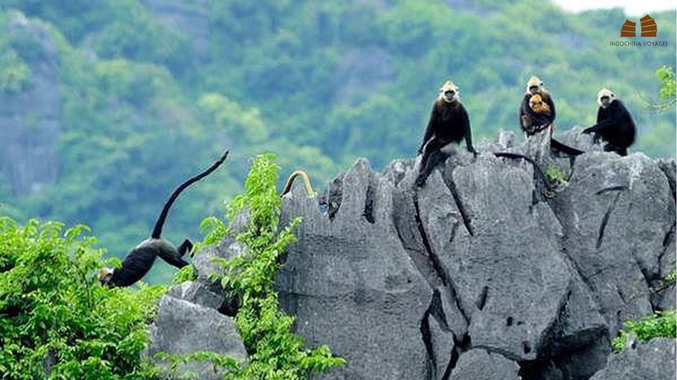 Cat Ba National Park