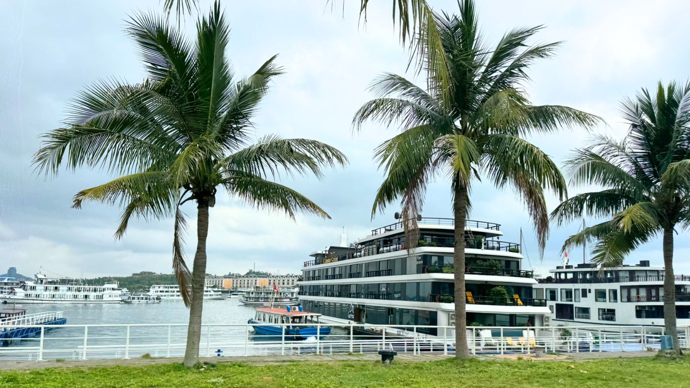 Luxury cruise ships docked at Tuan Chau Marina in Halong Bay, framed by tall palm trees on a cloudy day, the main departure point for Halong Bay cruises.