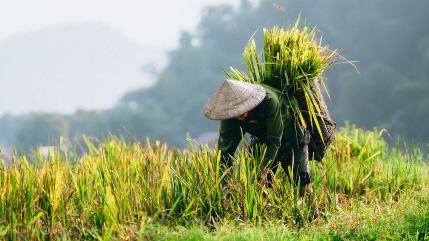 Pu Luong Nature and People, Harvest time in Pu Luong